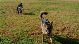dog training courses social dogs