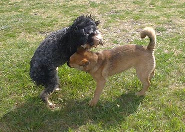 sexual dog behaviour in dog training