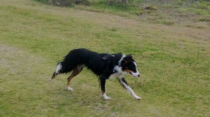 Border collie enjoying freedom