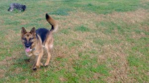 German Sheperd at play