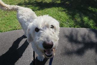 Best dog treats, beef liver for dogs