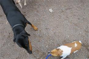 attention seeking behavior dogs