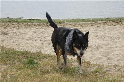 kelpie dog chasing dog