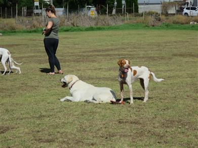 dog training dog phobia