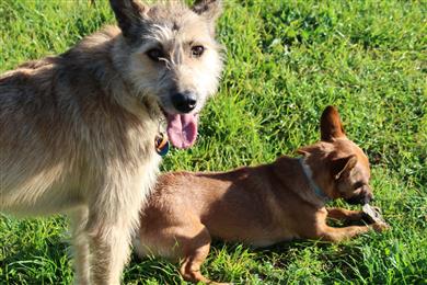 happy dogs