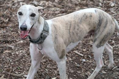 happy whippet dog Australia