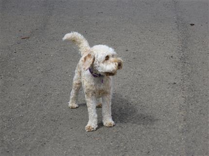 love the labradoodle