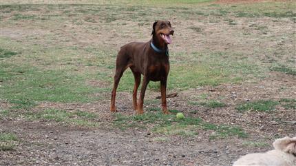 doberman with a ball more dog tricks